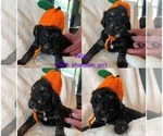 Small Photo #16 Goldendoodle Puppy For Sale in DENVER, NC, USA