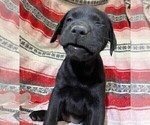 Small Photo #8 Labrador Retriever Puppy For Sale in MERIDEN, KS, USA