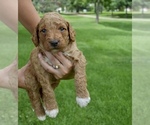 Small Photo #2 Australian Labradoodle Puppy For Sale in COLORADO SPRINGS, CO, USA