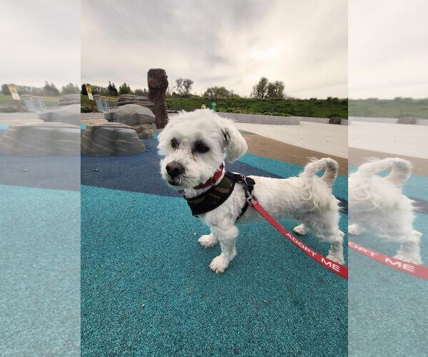 Medium Photo #4 Poodle (Miniature)-Unknown Mix Puppy For Sale in San Jose, CA, USA