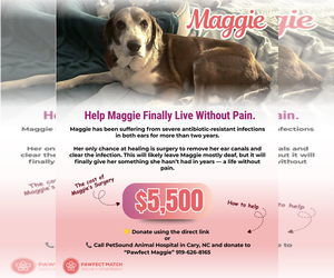 Maggie Pearl - Hospice Only - Female Labrador Retriever-Unknown Mix Dog for Adoption - Photo #2