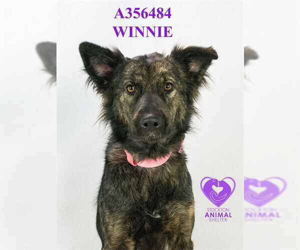 Medium Photo #1 Australian Shepherd-Unknown Mix Puppy For Sale in Stockton, CA, USA