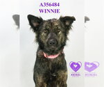 Small Australian Shepherd Mix