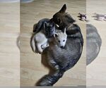 Puppy Puppy 1 Alaskan Klee Kai
