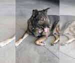 Small #2 German Shepherd Dog Mix