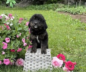 Golden Retriever Puppy for sale in THORP, WI, USA