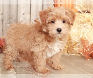 Maltese-Poodle (Toy) Mix Puppy for sale in MOUNT VERNON, OH, USA