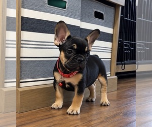 French Bulldog Puppy for sale in HUTCHINSON, KS, USA