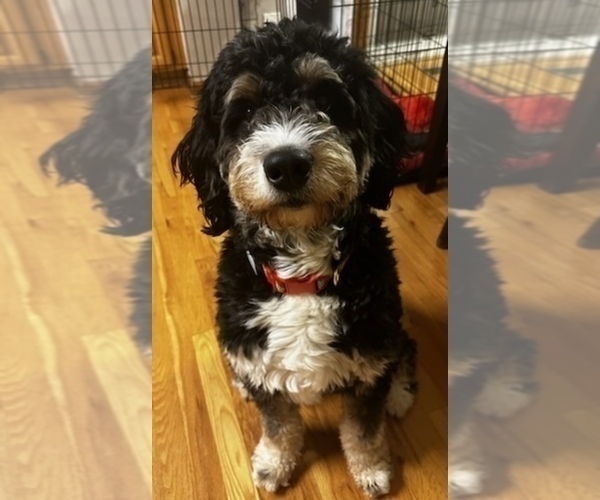 Medium Photo #1 Bernedoodle-Schnoodle (Giant) Mix Puppy For Sale in CONIFER, CO, USA