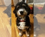 Small Photo #1 Bernedoodle-Schnoodle (Giant) Mix Puppy For Sale in CONIFER, CO, USA