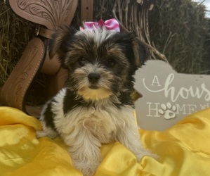 Yorkshire Terrier Puppy for sale in LANCASTER, MO, USA