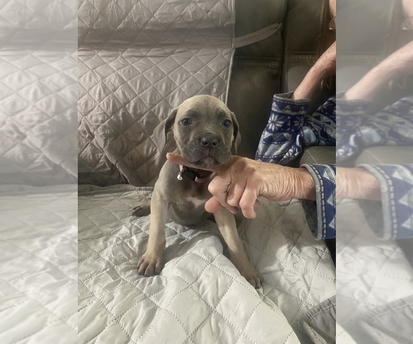 Medium Photo #9 Cane Corso Puppy For Sale in DONEGAL, PA, USA