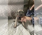 Small Photo #9 Cane Corso Puppy For Sale in DONEGAL, PA, USA