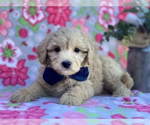 American Eskimo Dog (Toy)-Poodle (Miniature) Mix Puppy for sale in LANCASTER, PA, USA
