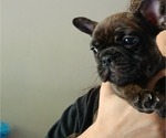 Image preview for Ad Listing. Nickname: Loki