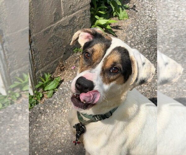 Medium Photo #16 Mutt Puppy For Sale in Springdale, PA, USA