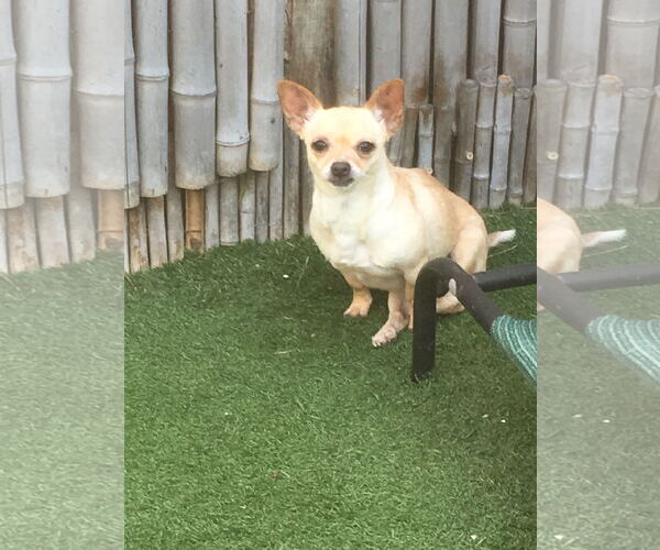 Medium Photo #4 Chihuahua Puppy For Sale in Imperial Beach, CA, USA