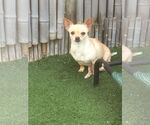 Small #3 Chihuahua