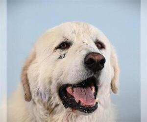 Great Pyrenees Dogs for adoption in Fort Collins, CO, USA