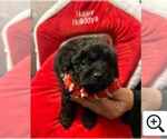 Small Photo #6 Pom-A-Poo Puppy For Sale in ORLANDO, FL, USA