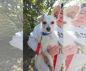 Chihuahua-Unknown Mix Dogs for adoption in Grafton, WI, USA