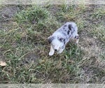 Small #4 Miniature Australian Shepherd