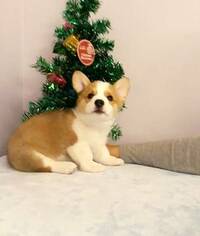 Pembroke Welsh Corgi Puppy for sale in TEMPLE CITY, CA, USA