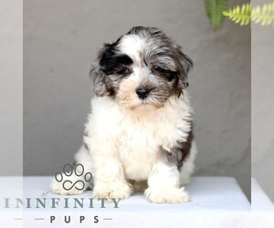 ShihPoo Puppy for sale in GORDONVILLE, PA, USA
