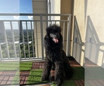 Small Photo #9 Poodle (Standard) Puppy For Sale in HOUSTON, TX, USA