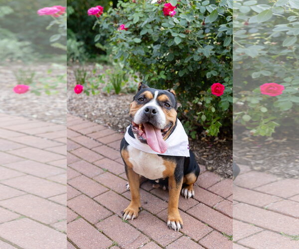 Medium Photo #21 Mutt Puppy For Sale in Crete, IL, USA