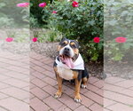 Small Photo #21 Mutt Puppy For Sale in Crete, IL, USA