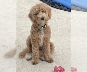Labradoodle Puppy for sale in GREEN COVE SPRINGS, FL, USA