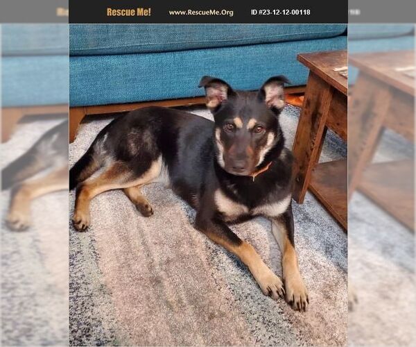 Medium Photo #1 German Shepherd Dog-Unknown Mix Puppy For Sale in columbia, SC, USA