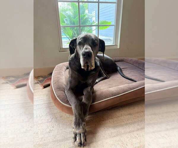 Medium Photo #1 Great Dane Puppy For Sale in Bullard, TX, USA