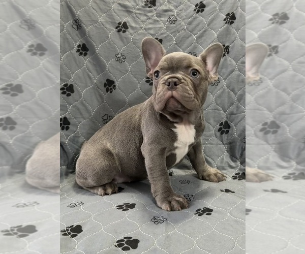 Medium Photo #27 French Bulldog Puppy For Sale in FOUNTAIN CITY, IN, USA