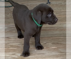 Labrador Retriever Puppy for sale in SPOTSYLVANIA, VA, USA