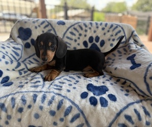 Medium Dachshund