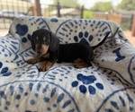 Image preview for Ad Listing. Nickname: Bon bon