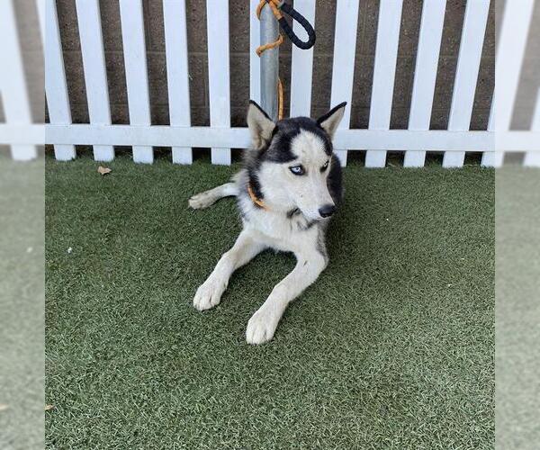 Medium Photo #1 Siberian Husky Puppy For Sale in Modesto, CA, USA