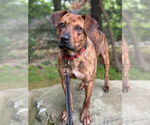 Small #5 Mountain Cur Mix