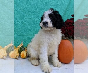 Miniature Bernedoodle Puppy for sale in FREDERICKSBG, OH, USA