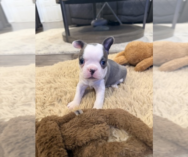 Medium Photo #3 Boston Terrier Puppy For Sale in FREDONIA, KS, USA