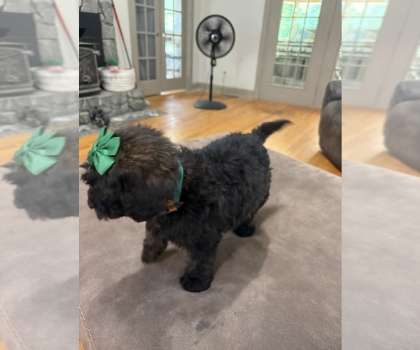 Medium Photo #5 Saint Berdoodle Puppy For Sale in DINWIDDIE, VA, USA
