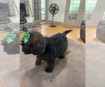 Small #4 Saint Berdoodle