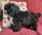 Small #1 Shorkie Tzu
