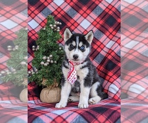 Siberian Husky Puppy for sale in EPHRATA, PA, USA