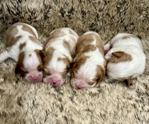 Cavalier King Charles Spaniel Puppy for Sale in VICTORIA, Texas USA