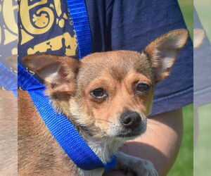 Chihuahua Dogs for adoption in Huntley, IL, USA