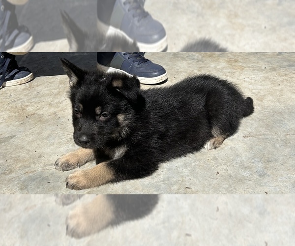 Medium Photo #16 German Shepherd Dog Puppy For Sale in FORT WORTH, TX, USA