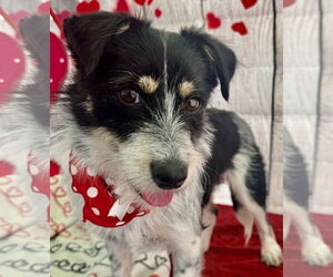 Parson Russell Terrier-Unknown Mix Dogs for adoption in Lake Elsinore, CA, USA